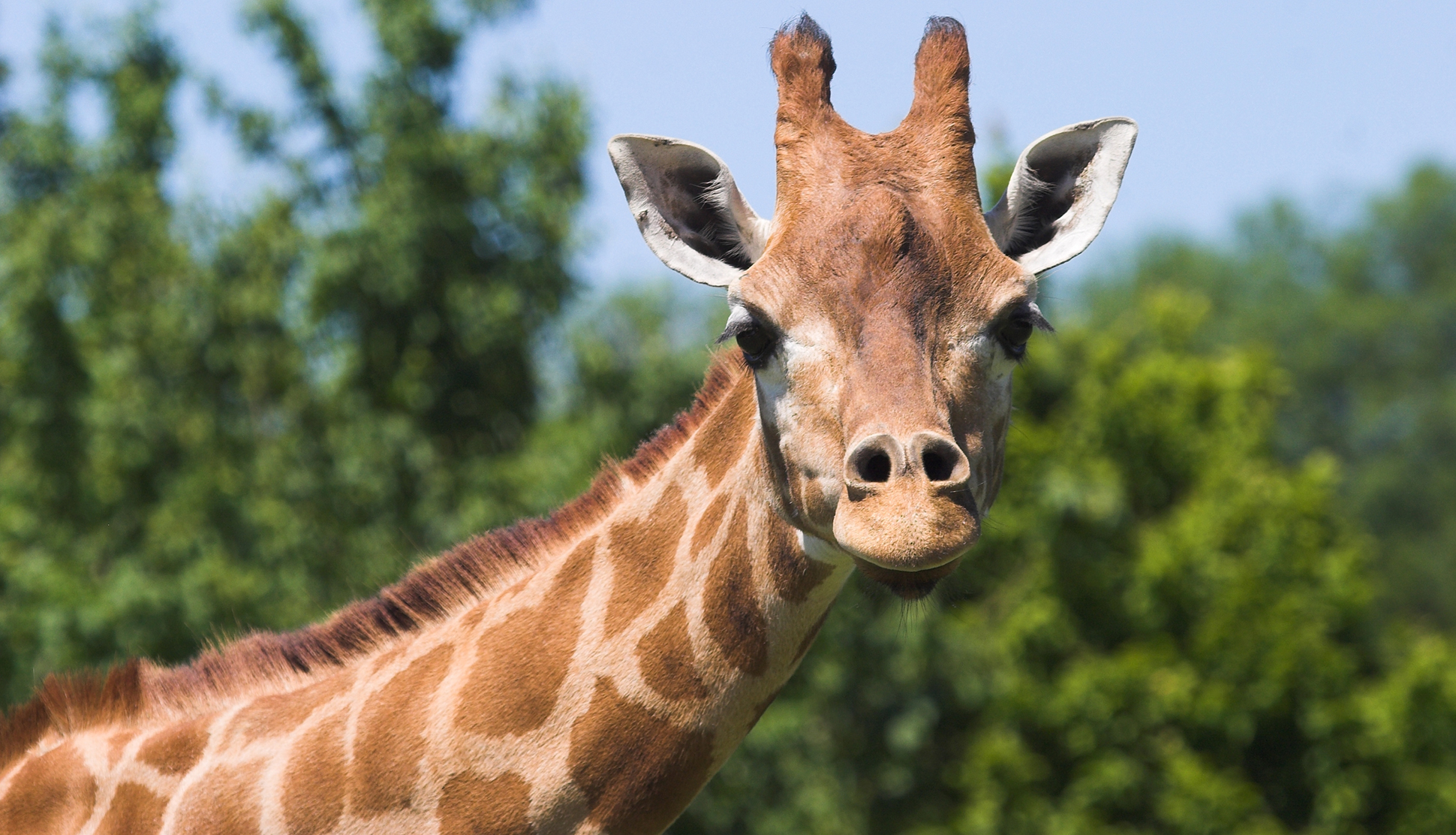 Virtually Visit Hampshire - Giraffe at Marwell Zoo